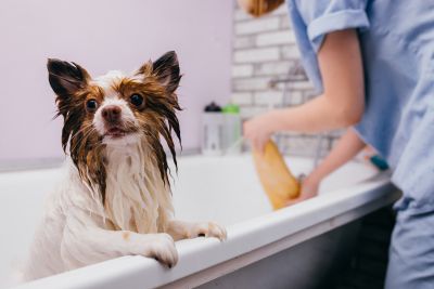 Pet Grooming and Pet Sitting Insurance in Windsor, NY by Acclaim Insurance Agency, Inc