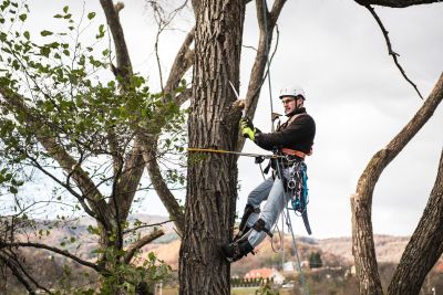 Tree Trimming Insurance in Windsor, NY by Acclaim Insurance Agency, Inc